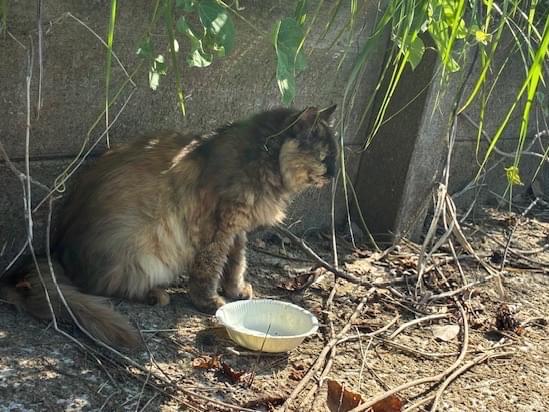 目撃された猫 目撃された猫