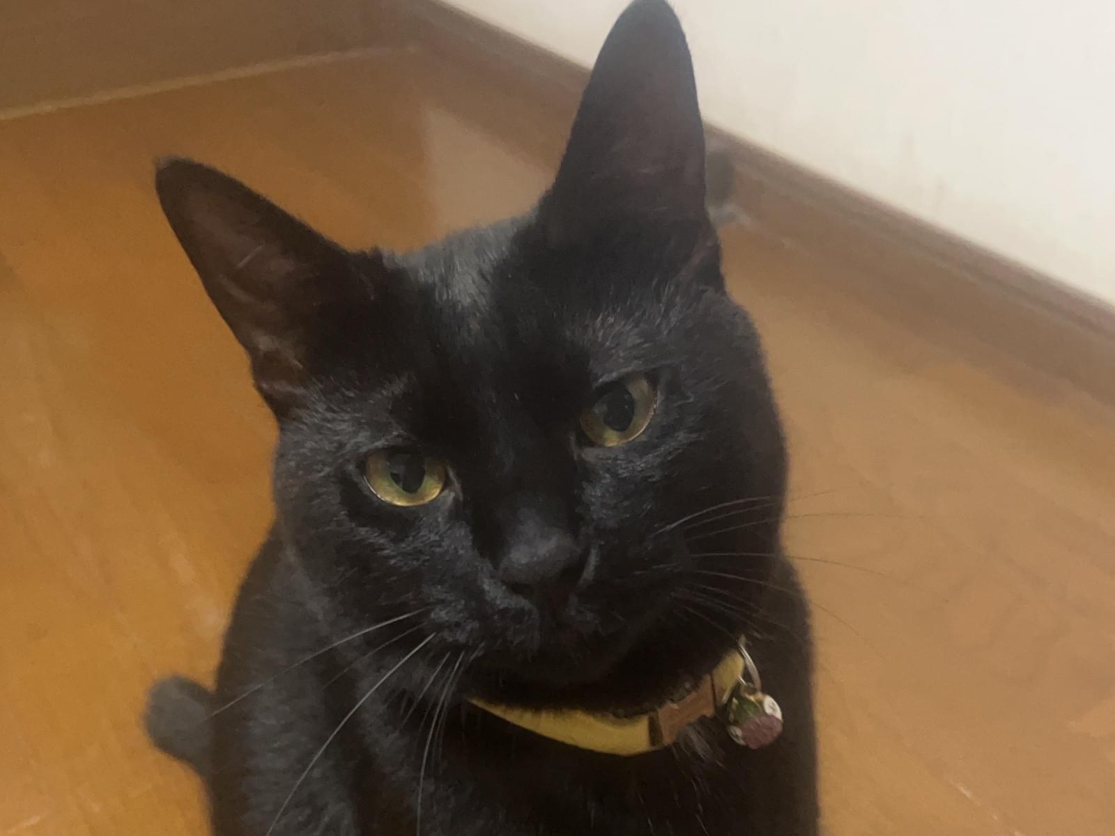 ヤマトちゃん ヤマトちゃん