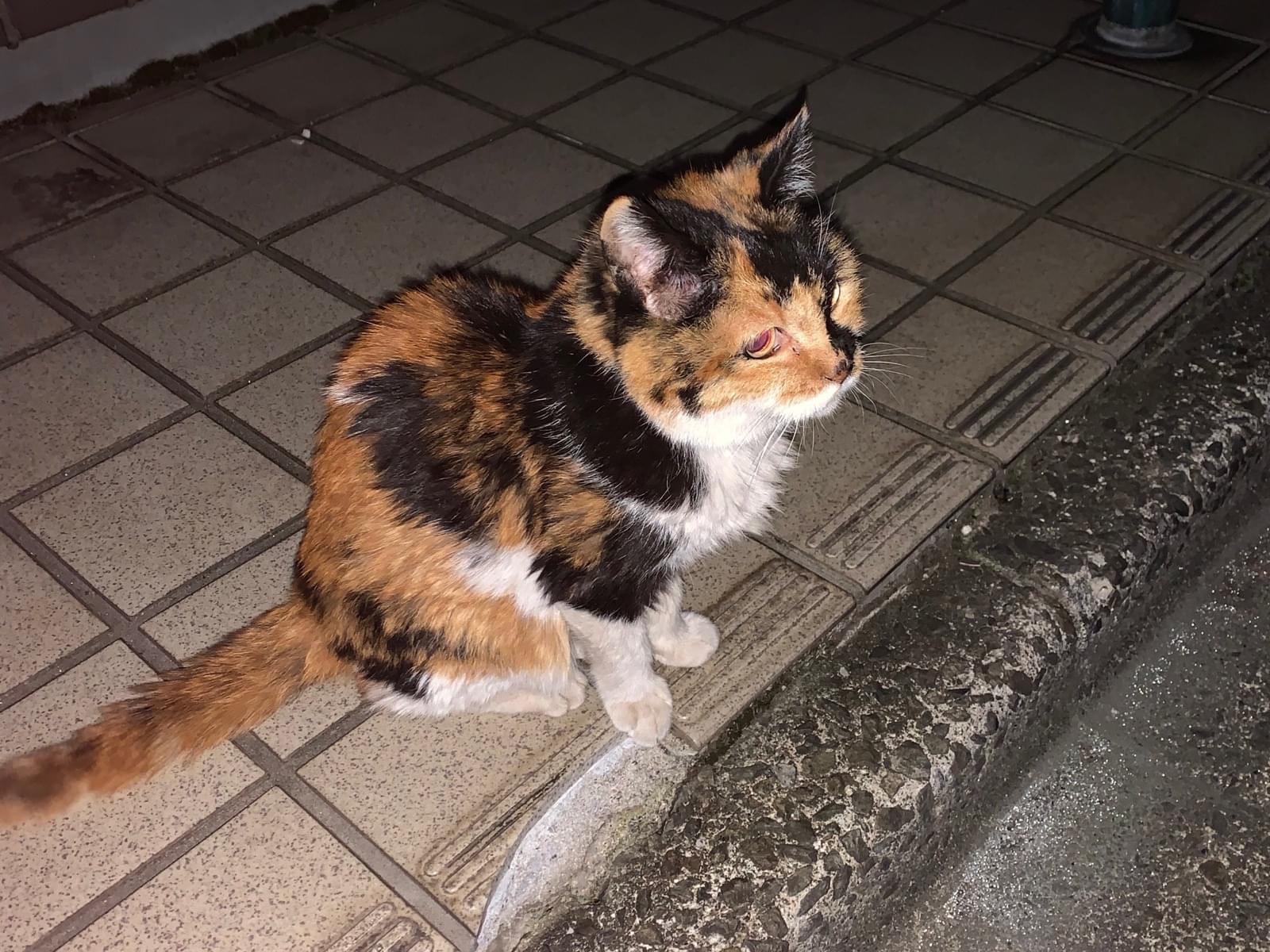 目撃された猫 目撃された猫