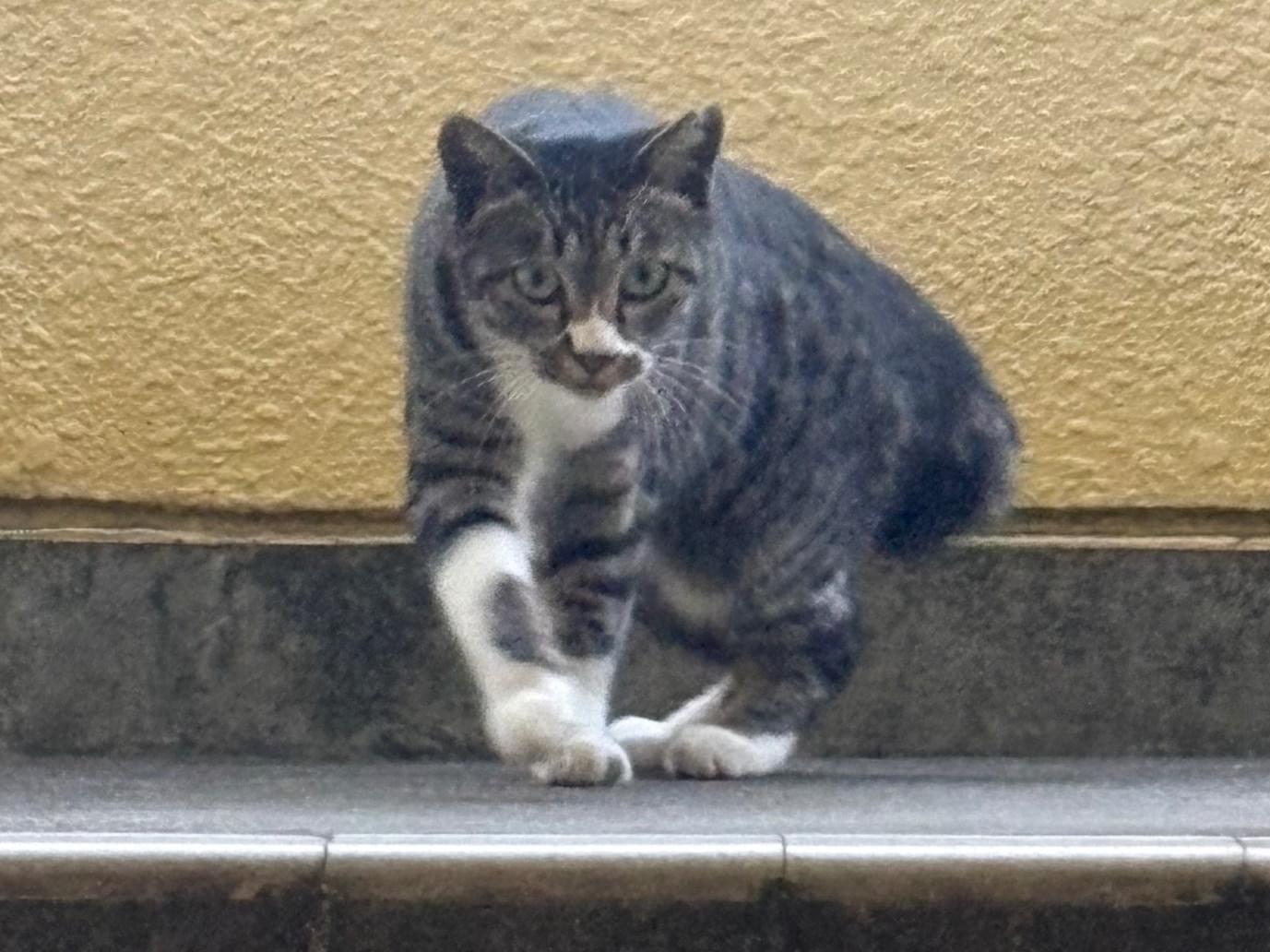 目撃された猫 目撃された猫
