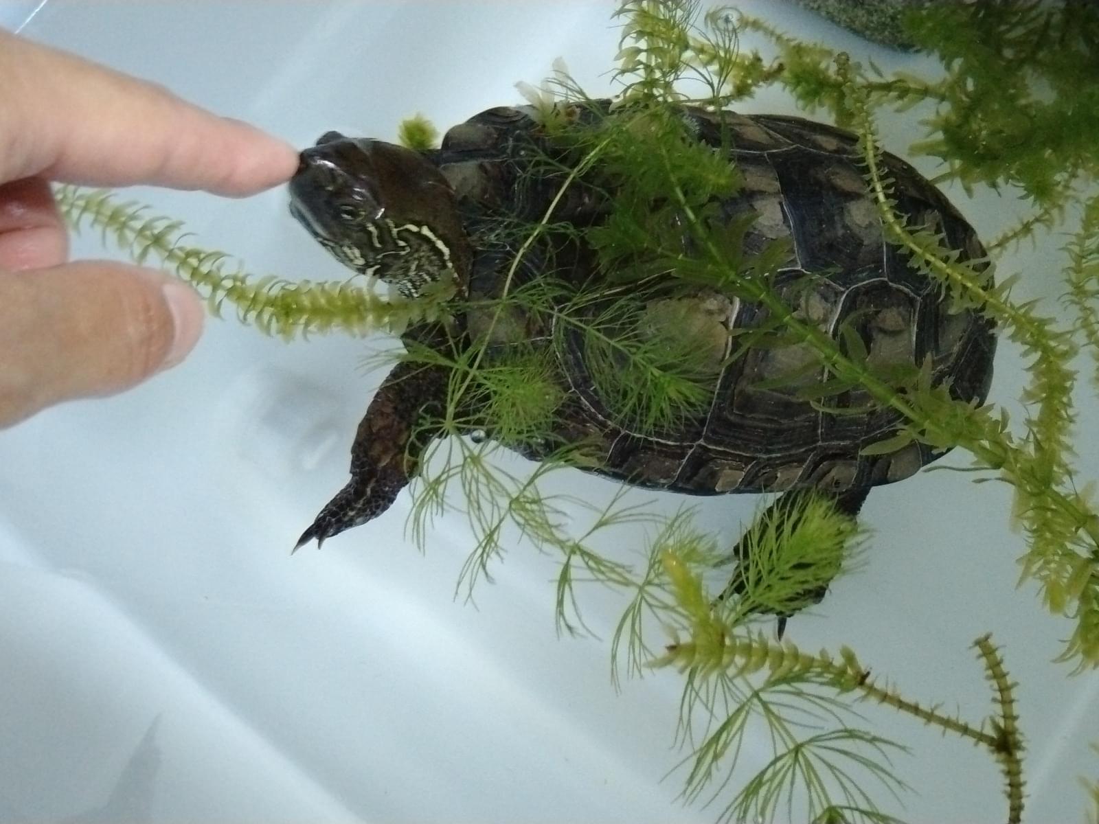 カメタビウスちゃん カメタビウスちゃん