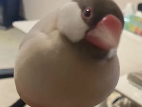 シナモン文鳥を探しています