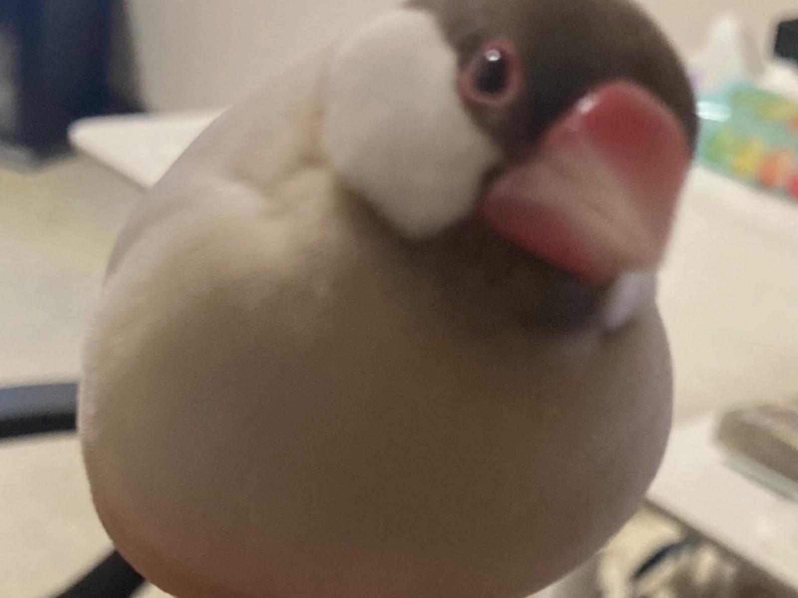 ロクちゃん ロクちゃん