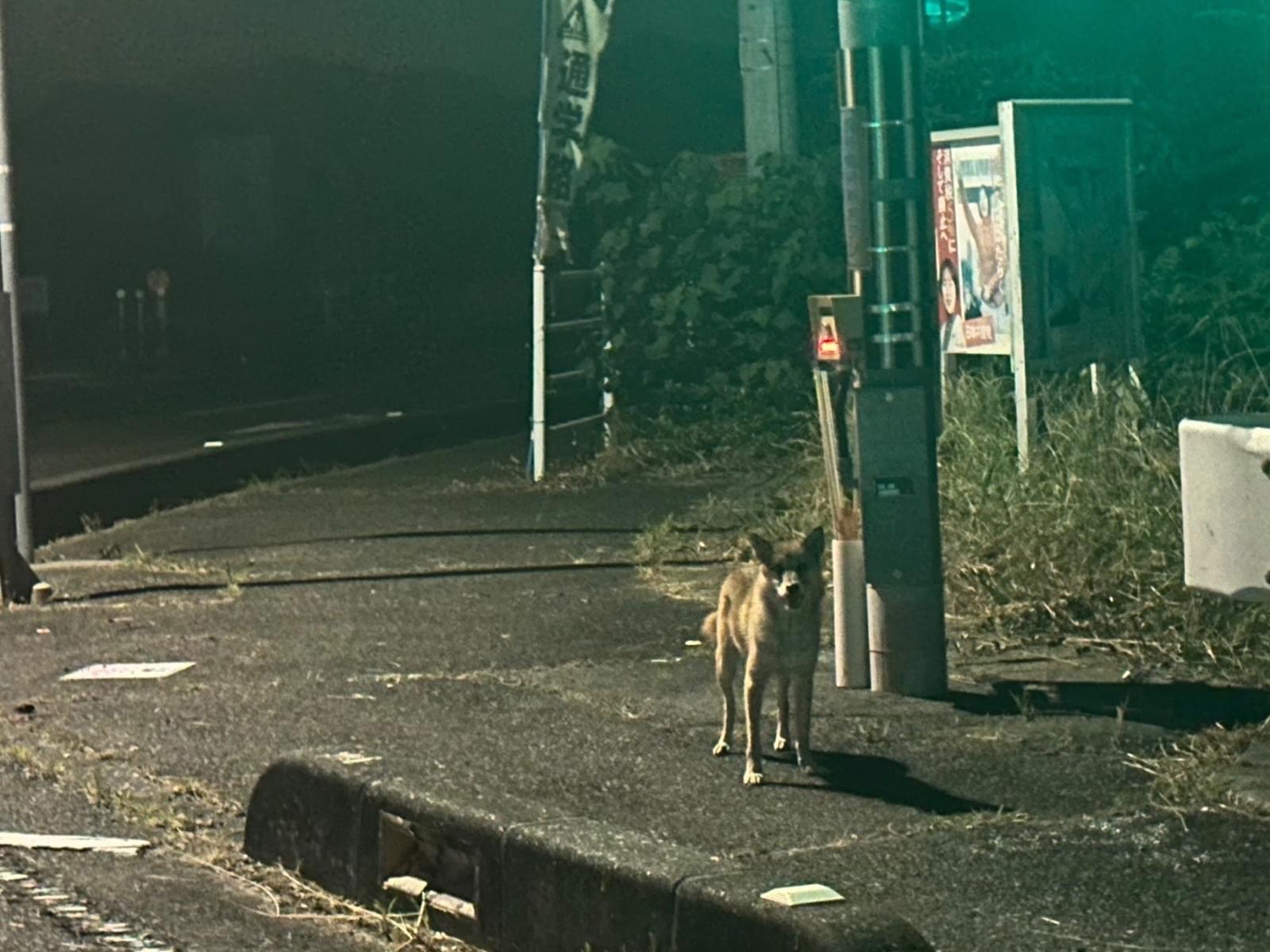 目撃された犬 目撃された犬