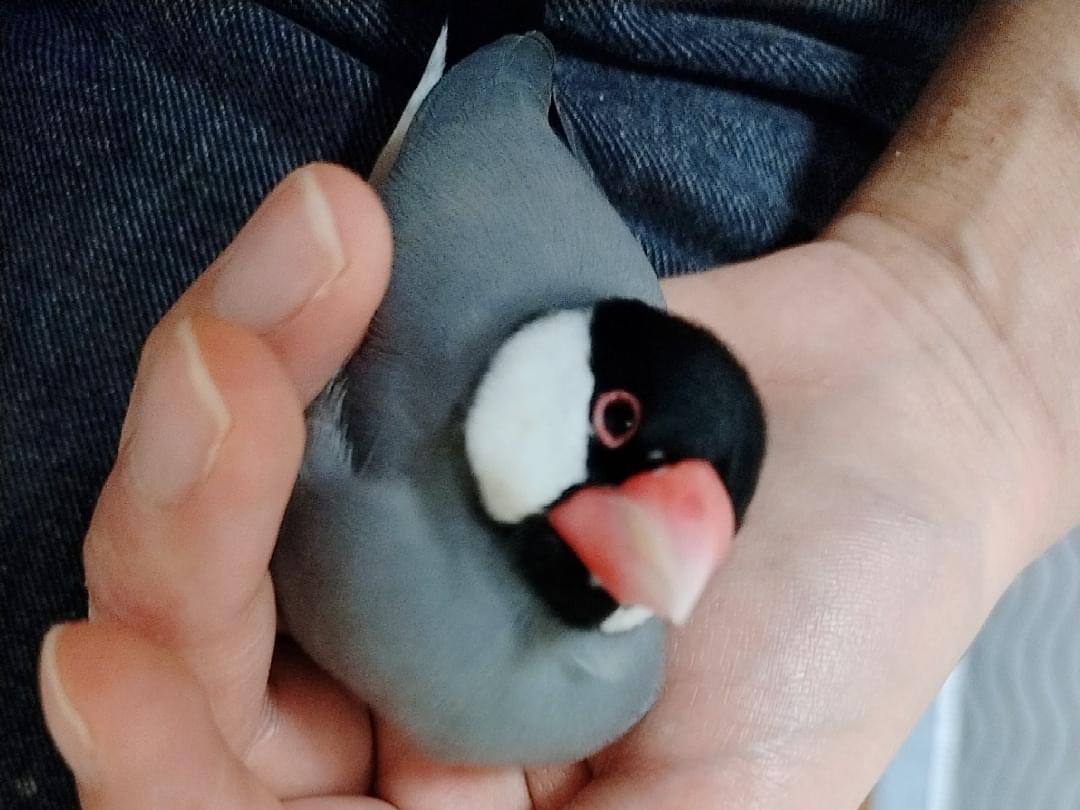 まめちゃん まめちゃん