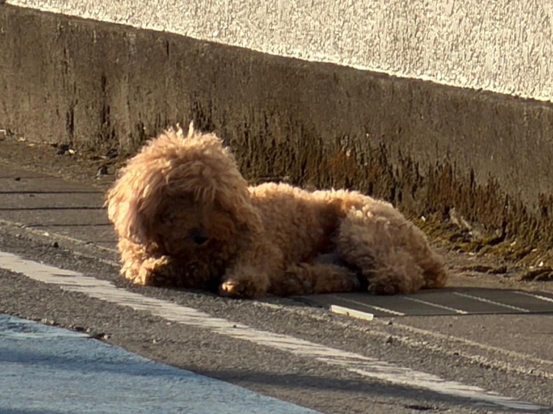 目撃された犬 目撃された犬