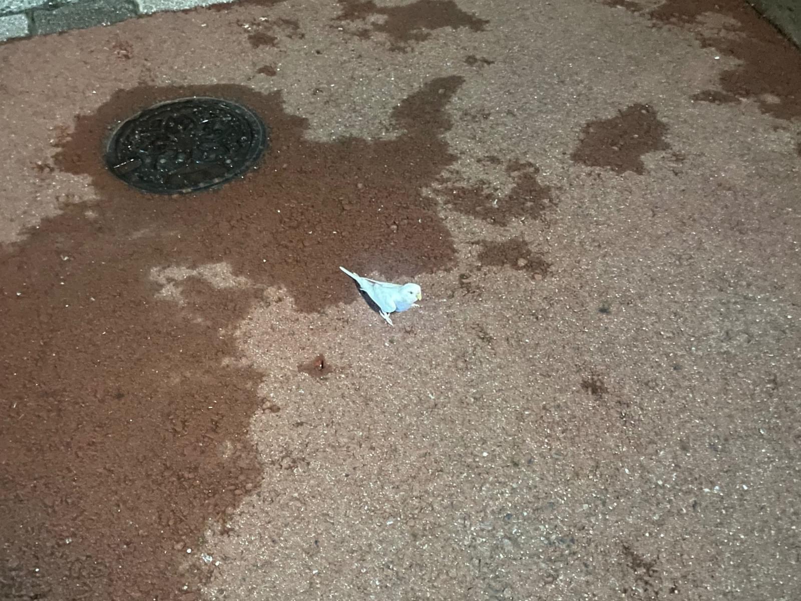 目撃された鳥 目撃された鳥