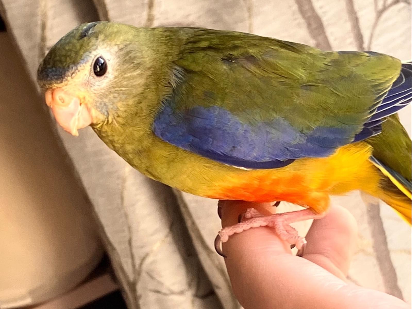 ききょうちゃん ききょうちゃん