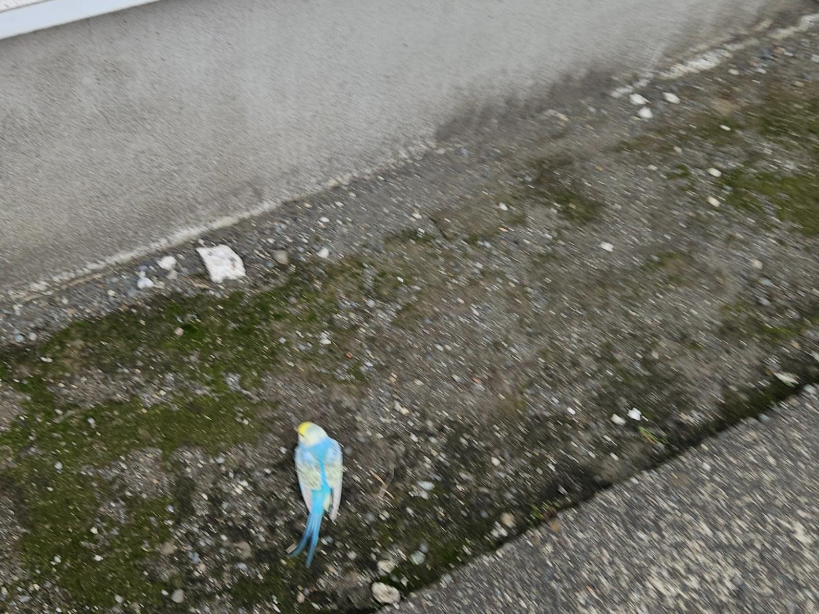 目撃された鳥 目撃された鳥