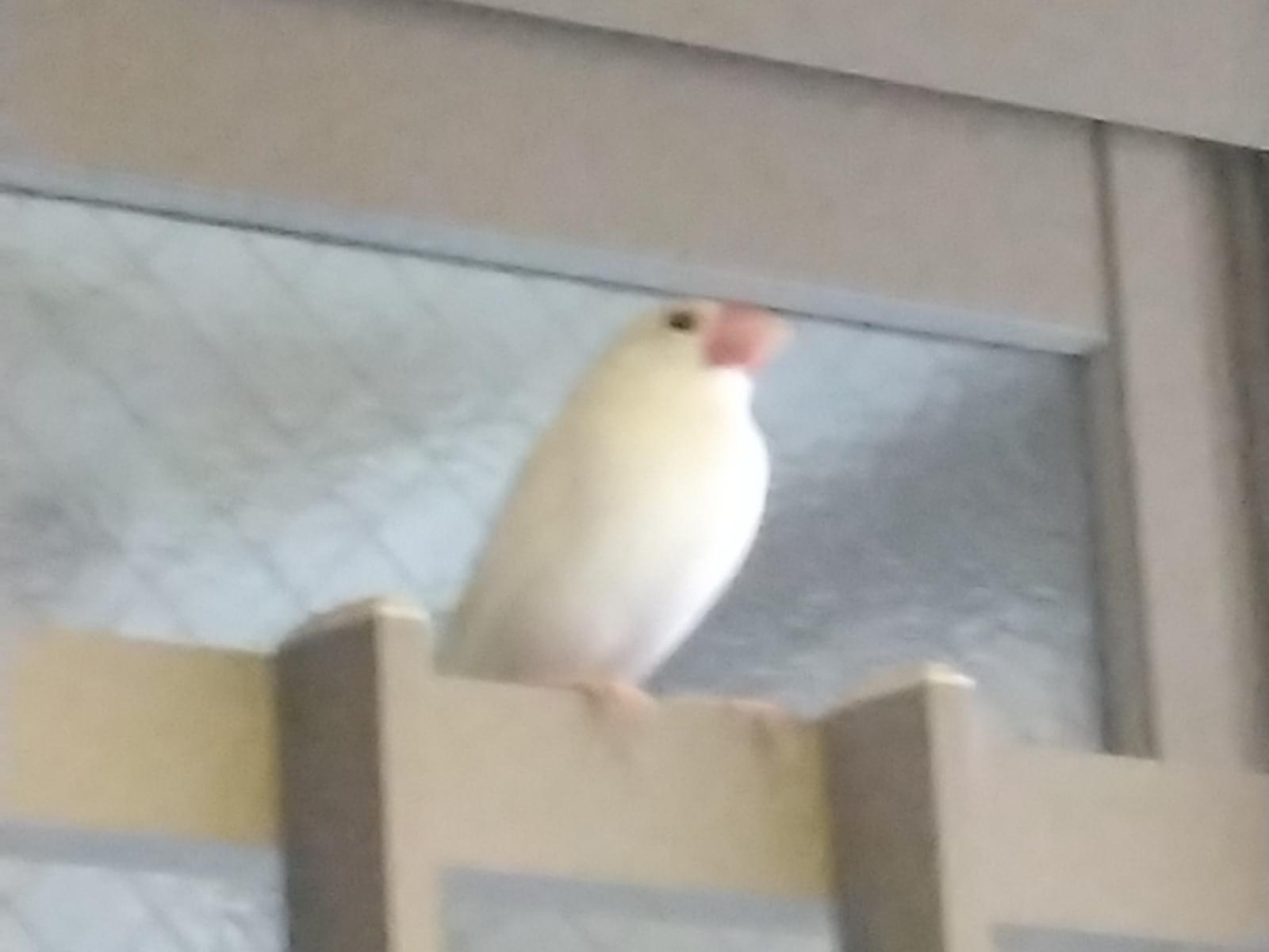 目撃された鳥 目撃された鳥