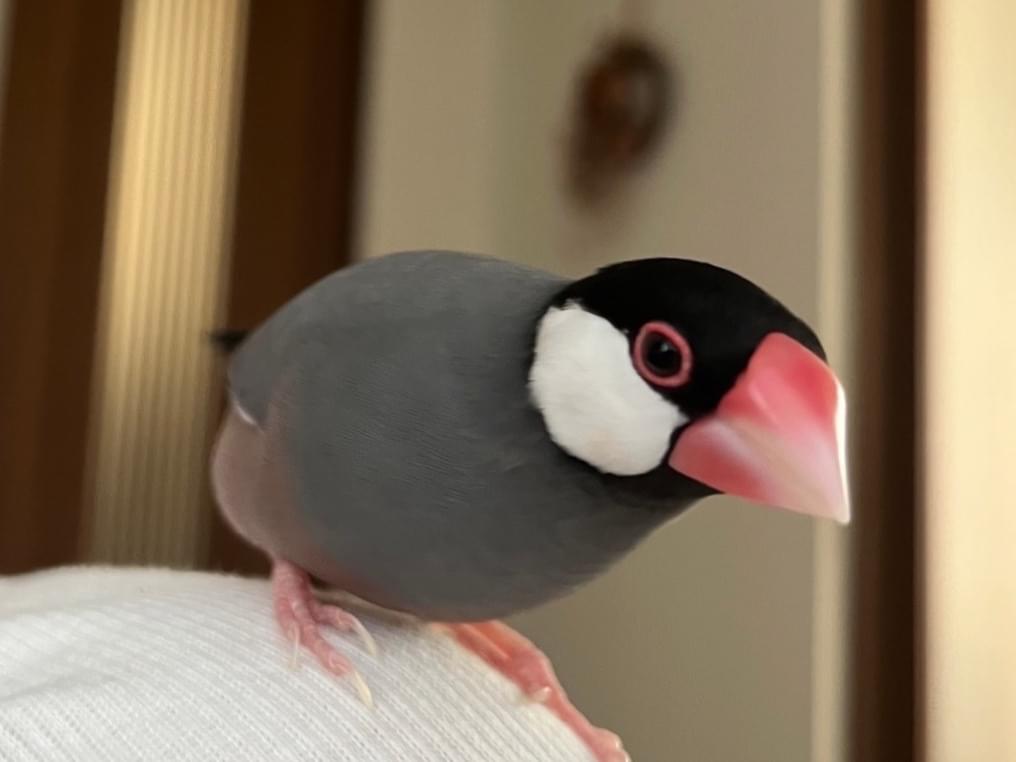 ちゅんちゅんちゃん ちゅんちゅんちゃん
