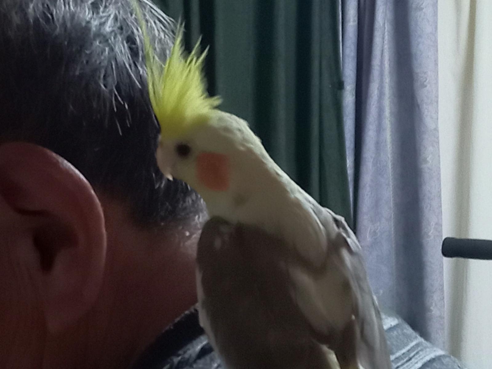 保護された鳥 保護された鳥