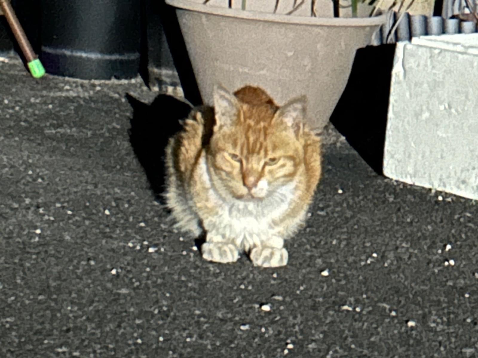 目撃された猫 目撃された猫
