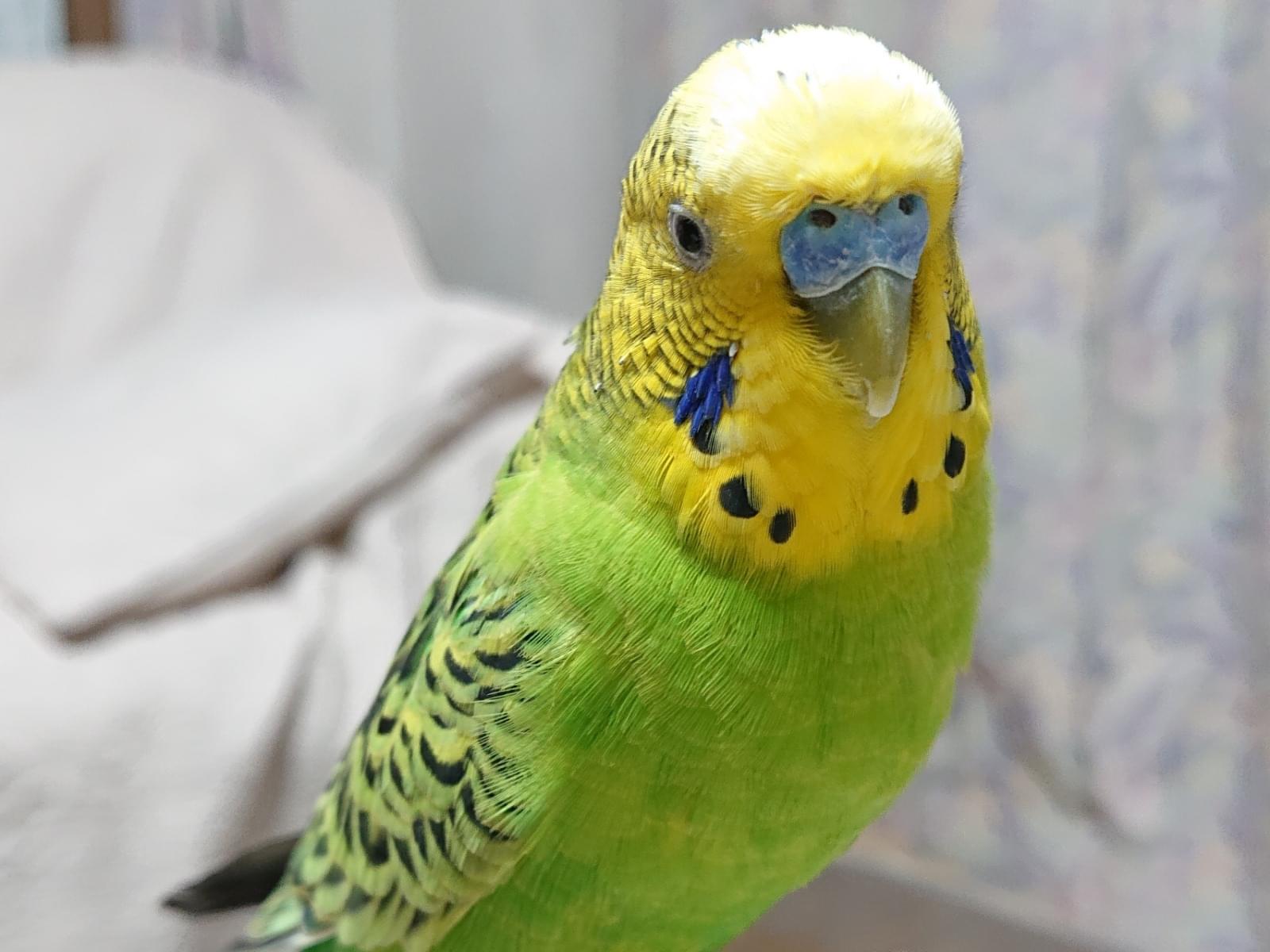 せんちゃん せんちゃん