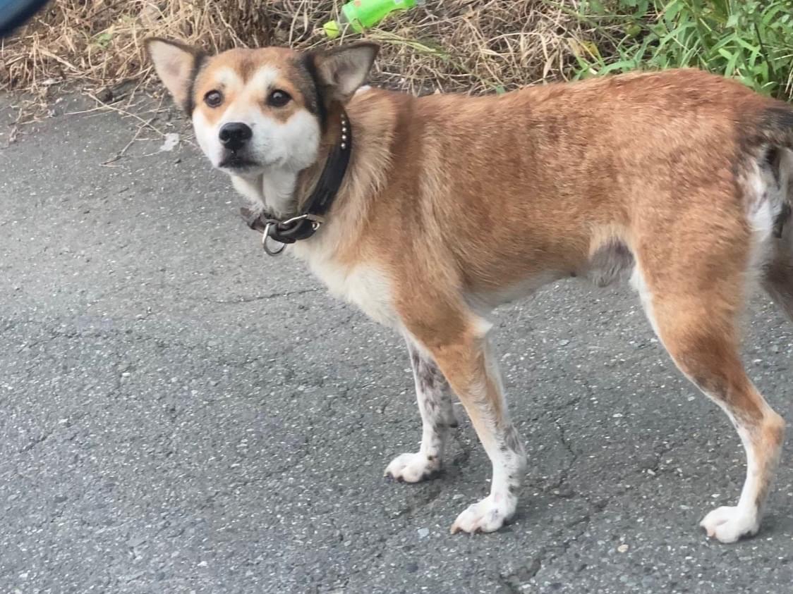 目撃された犬 目撃された犬