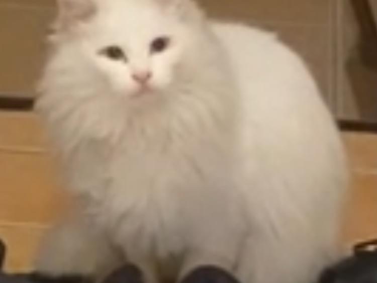 目撃された猫 目撃された猫