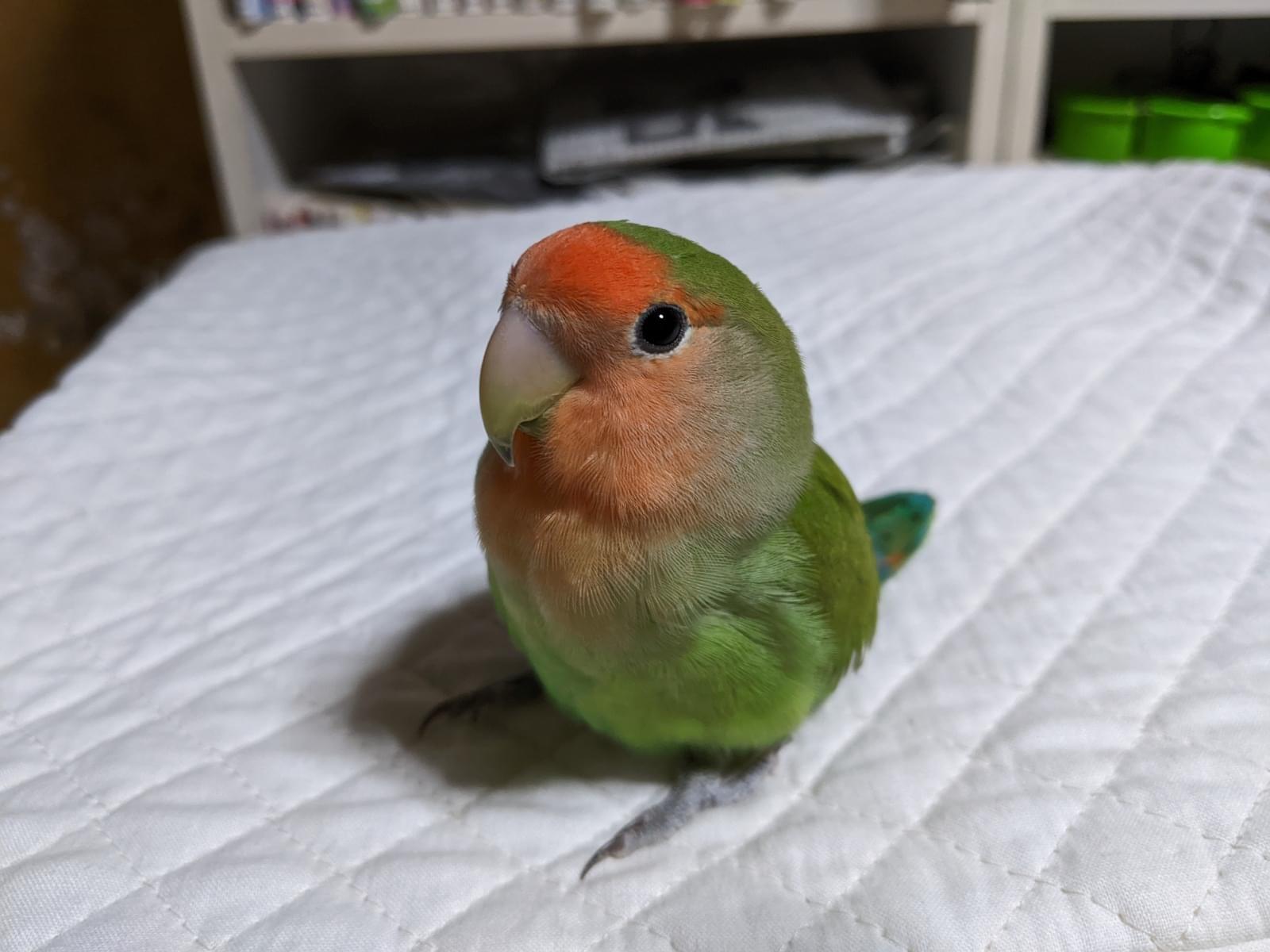 さくらちゃん さくらちゃん