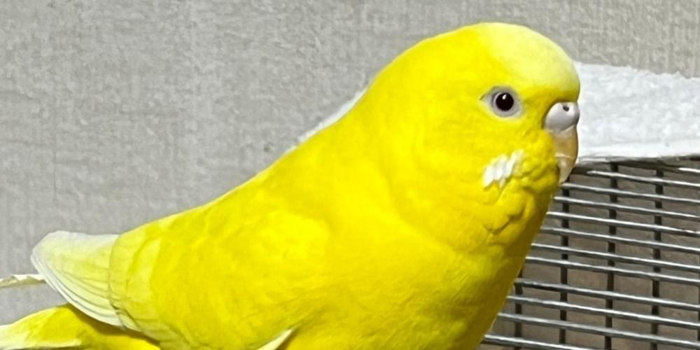 黄色のセキセイインコ探しています。神奈川県