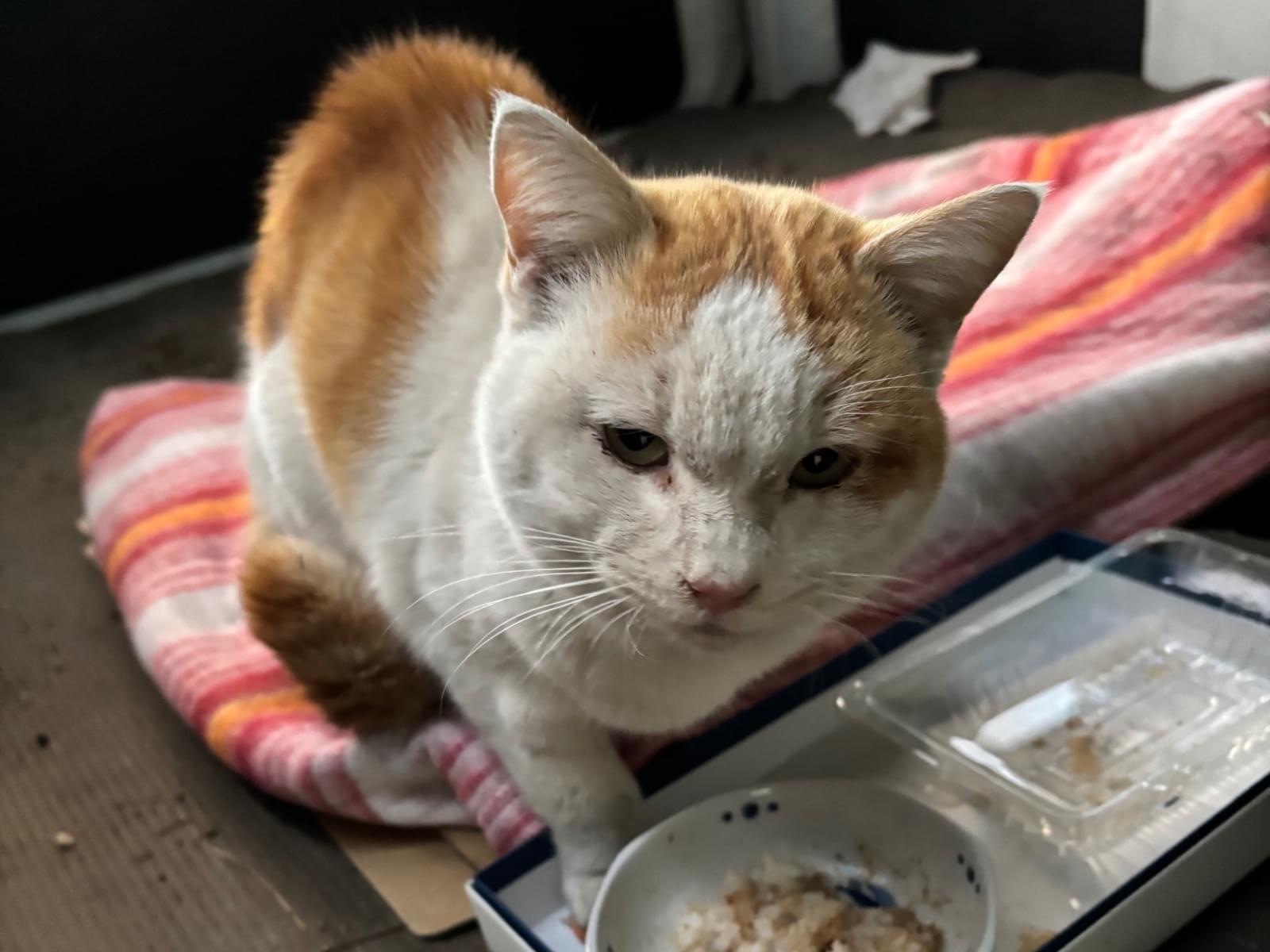 保護された猫 保護された猫