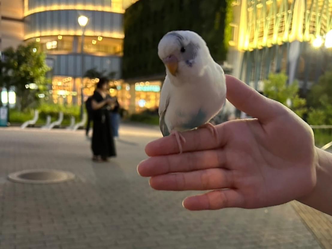 目撃された鳥 目撃された鳥