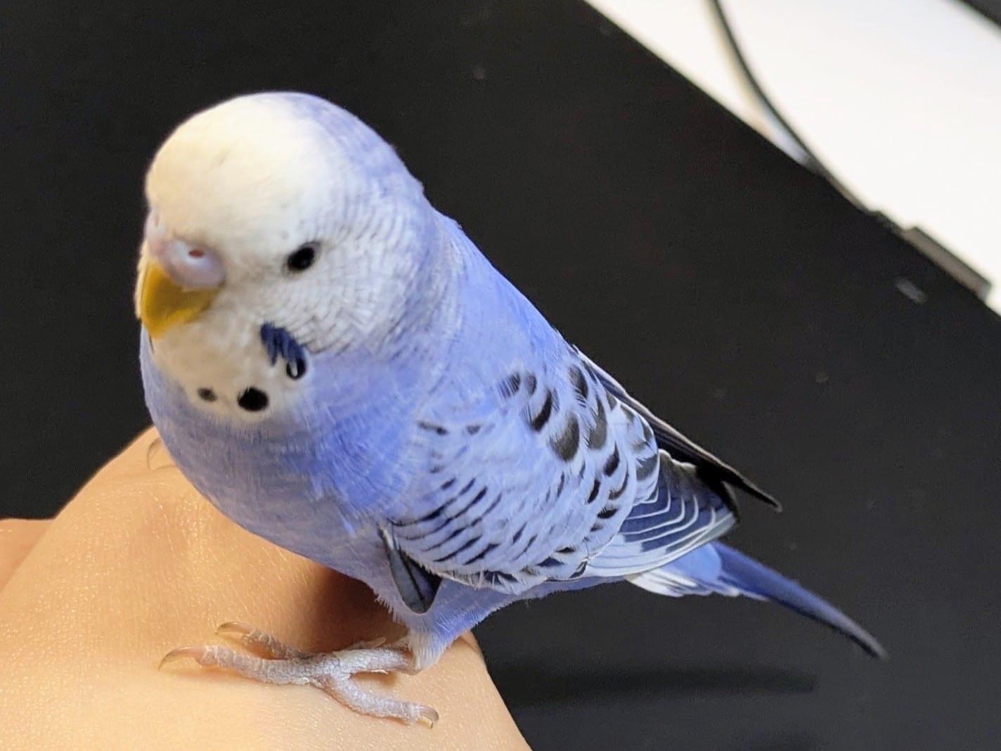あめちゃん