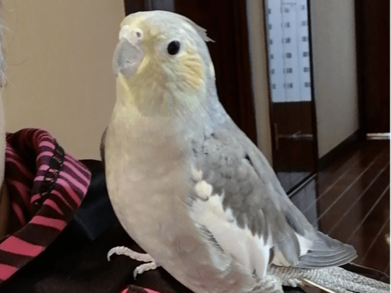 ぴよんちゃん ぴよんちゃん