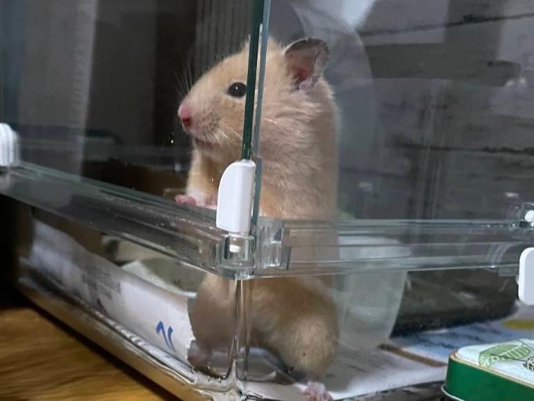 むぎちゃん むぎちゃん