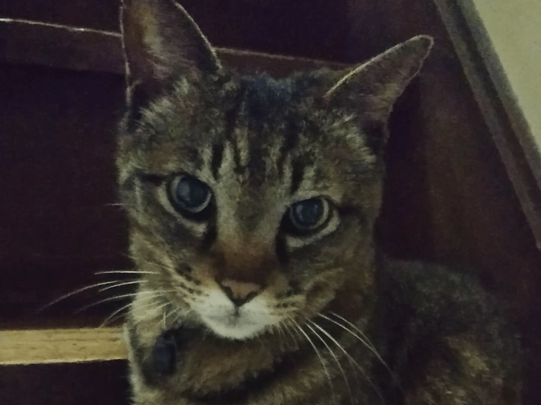 トラちゃん トラちゃん