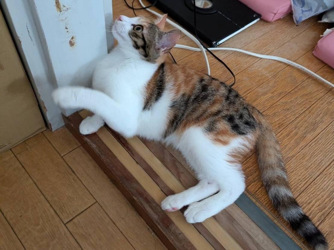 シキナちゃん シキナちゃん