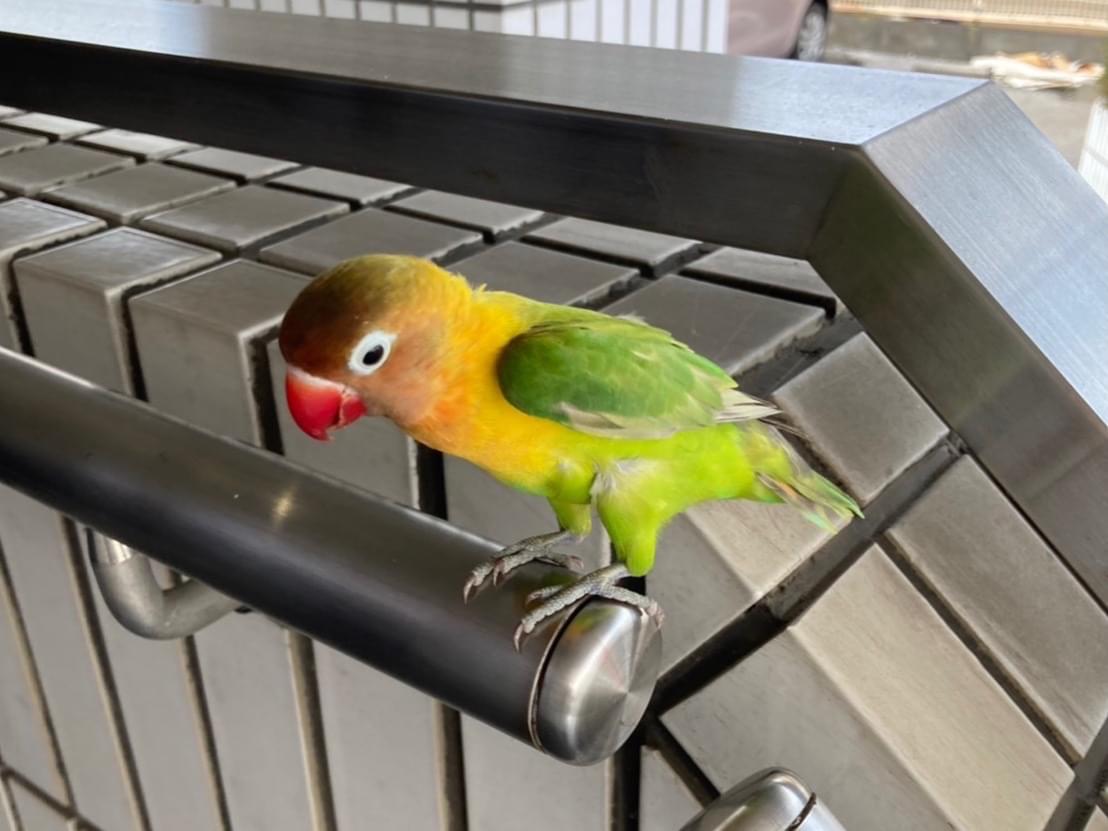 保護された鳥 保護された鳥
