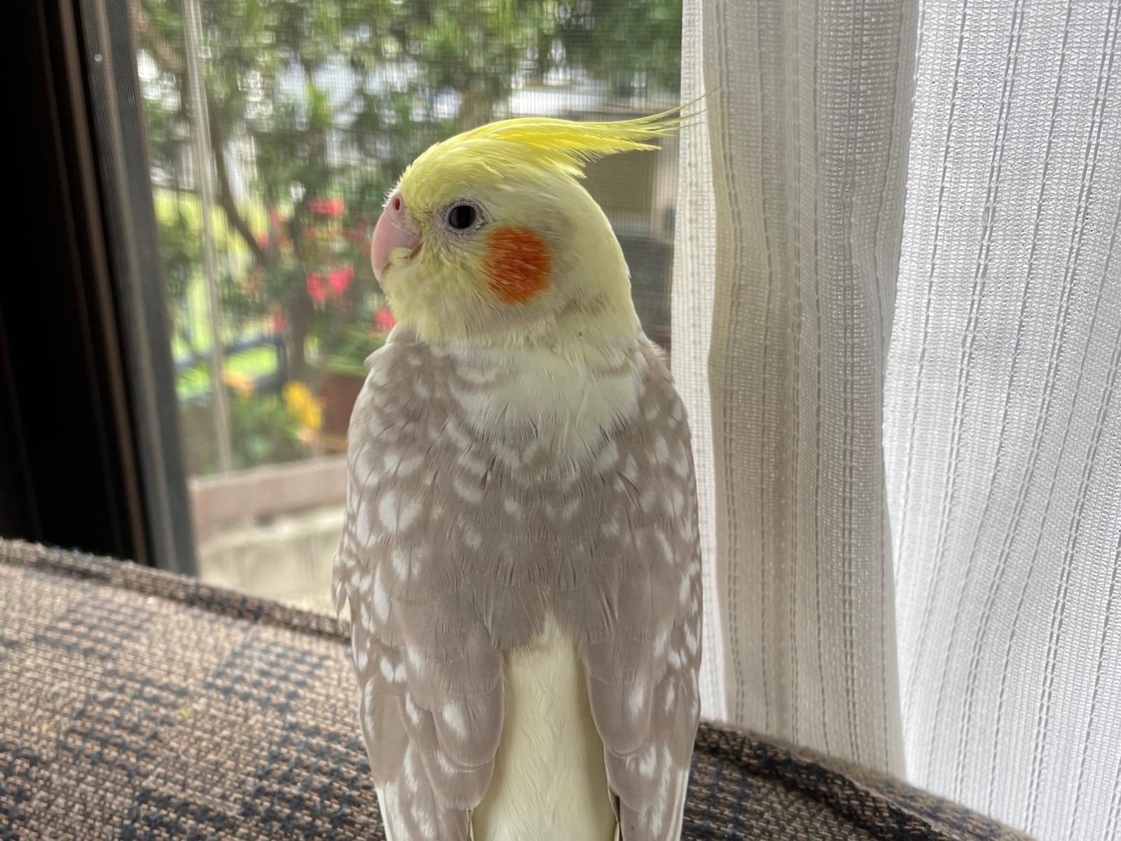 ひなちゃん ひなちゃん