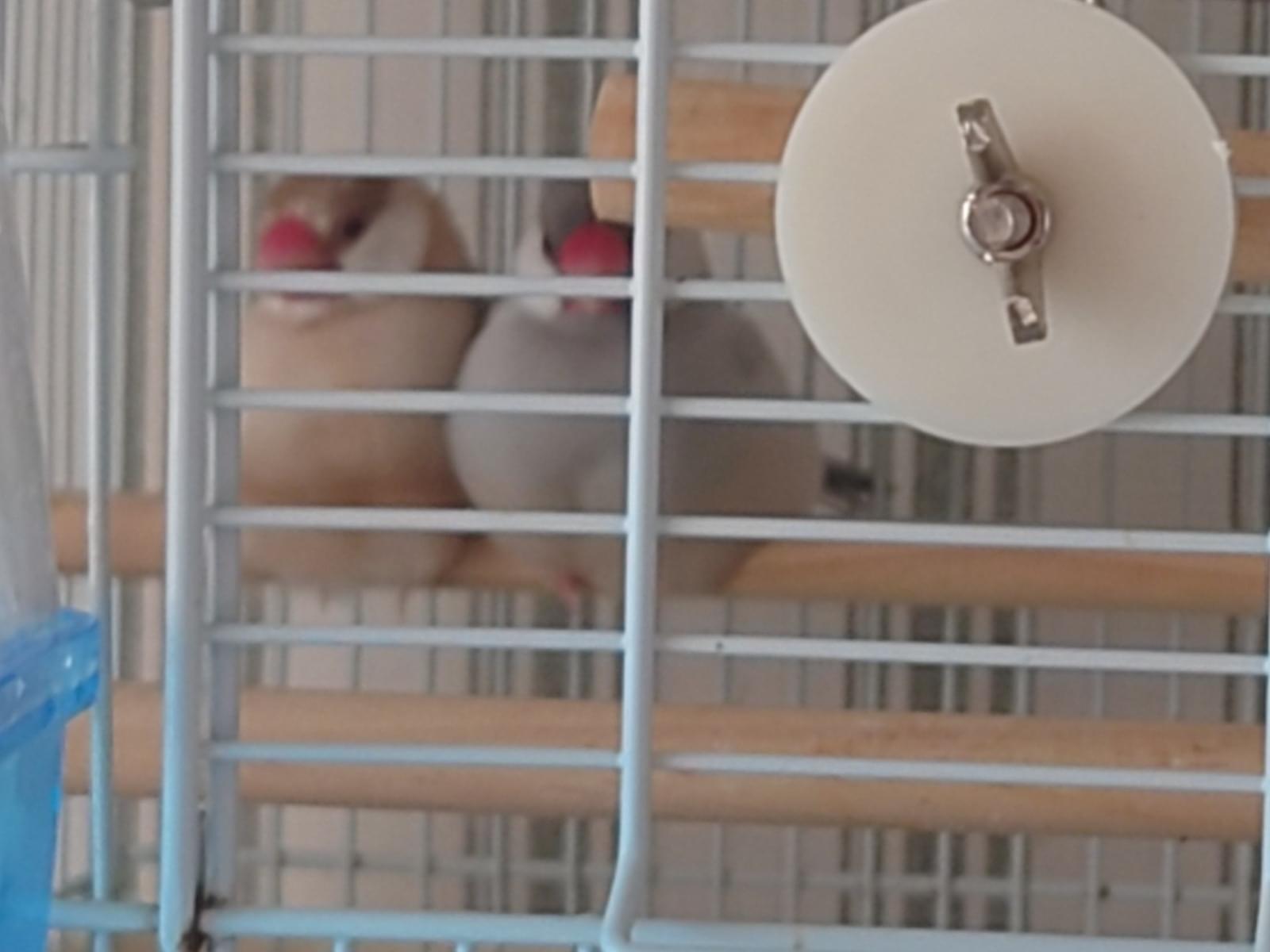 キャプテンちゃん