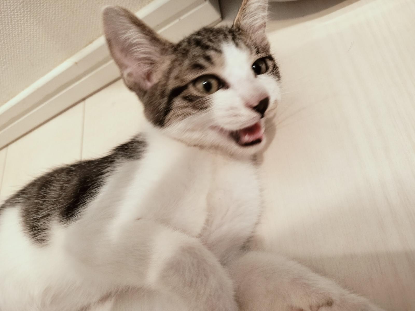 保護された猫 保護された猫
