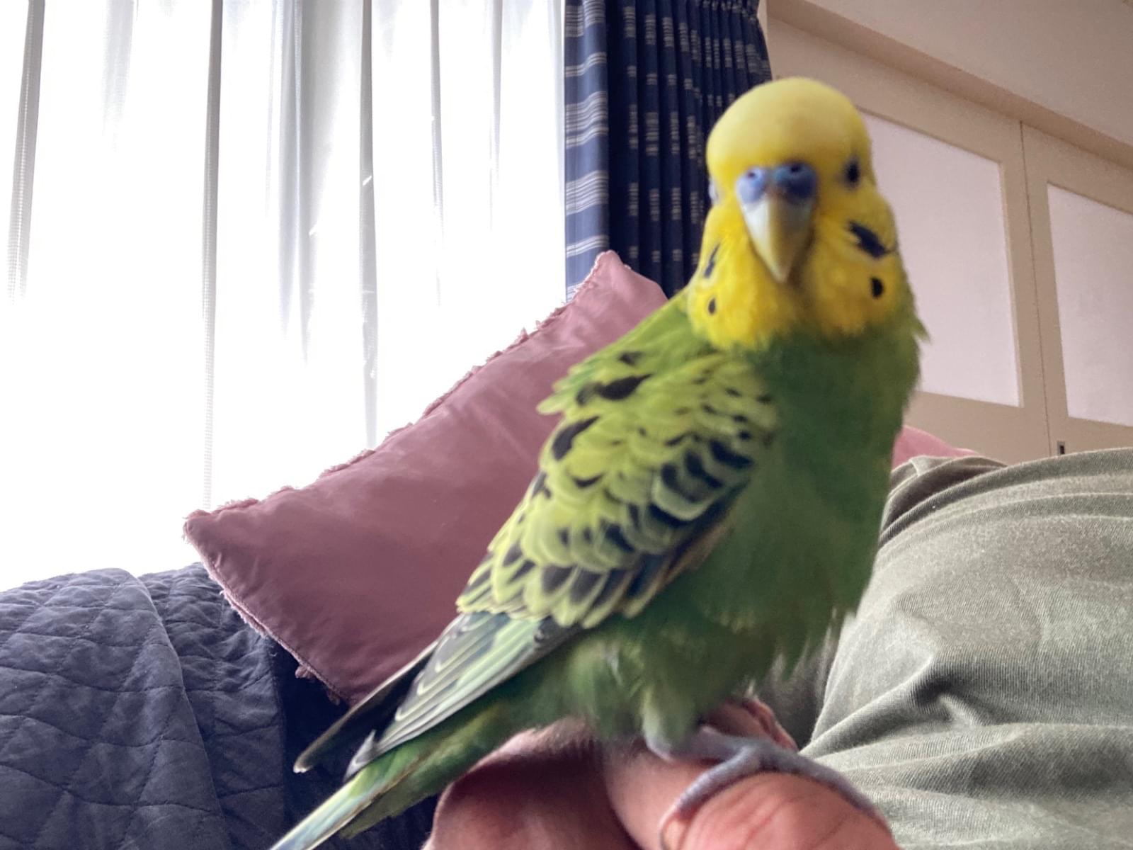 保護された鳥 保護された鳥