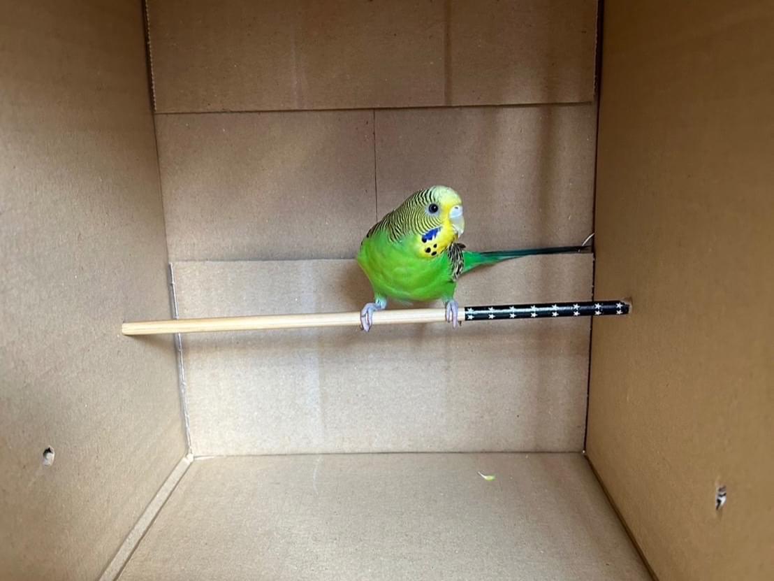 保護された鳥 保護された鳥