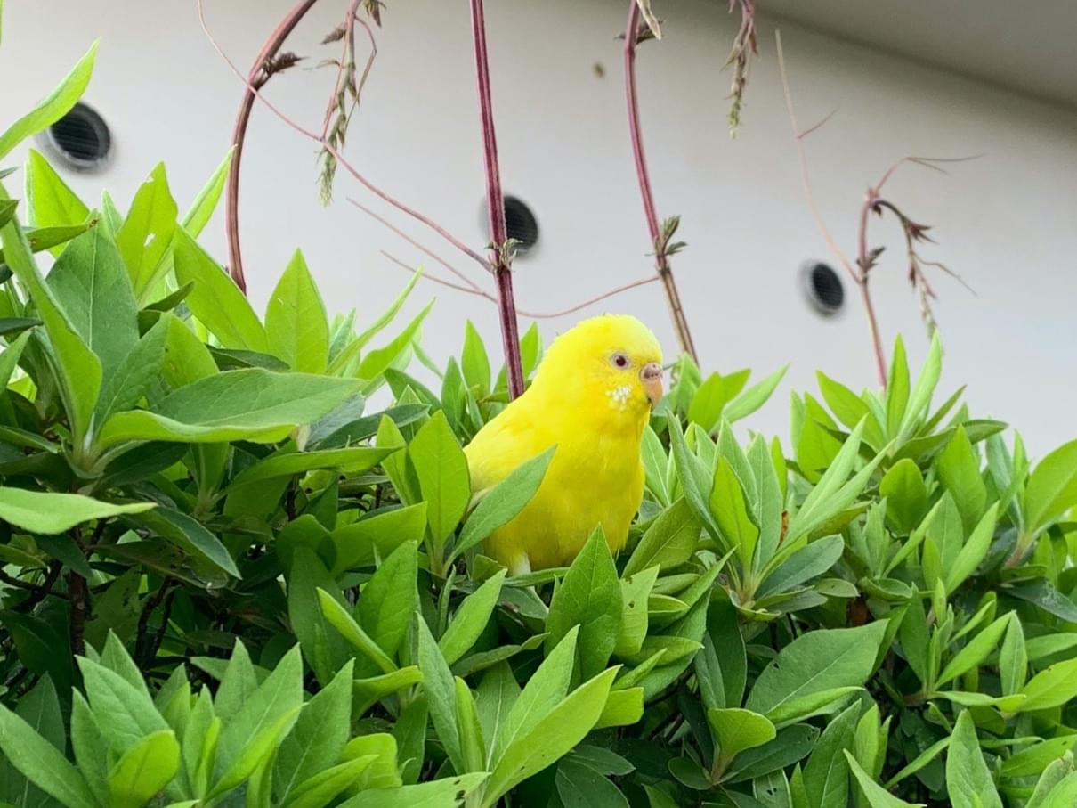 目撃された鳥 目撃された鳥