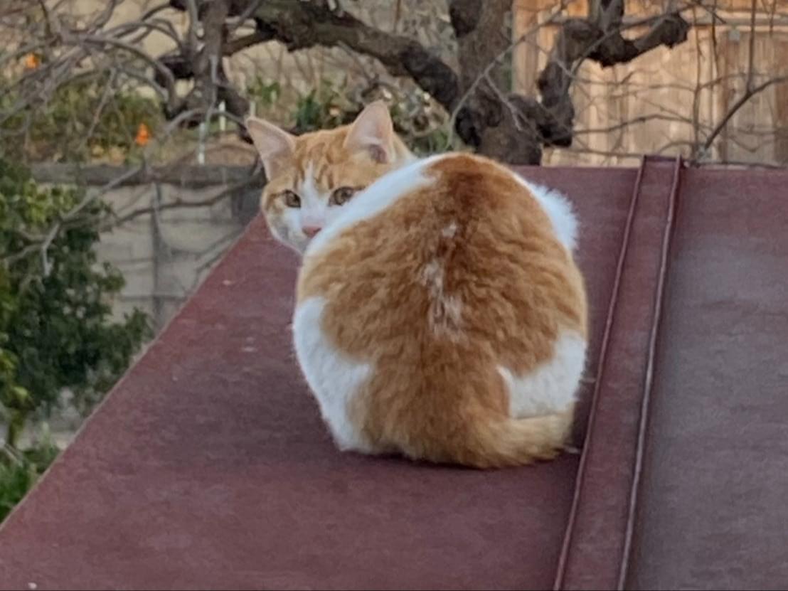 ちゃちゃまる。ちゃん ちゃちゃまる。ちゃん