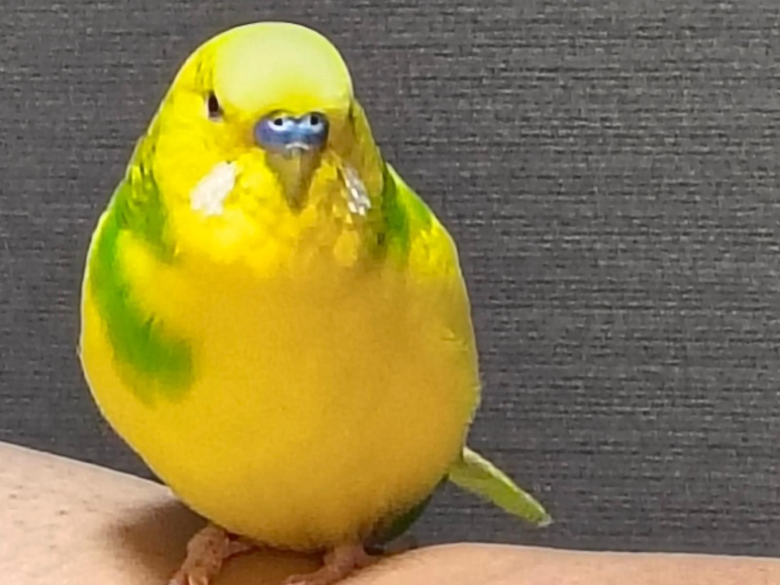 ココちゃん ココちゃん