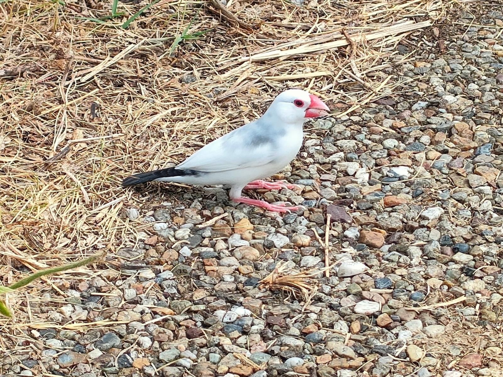 目撃された鳥 目撃された鳥