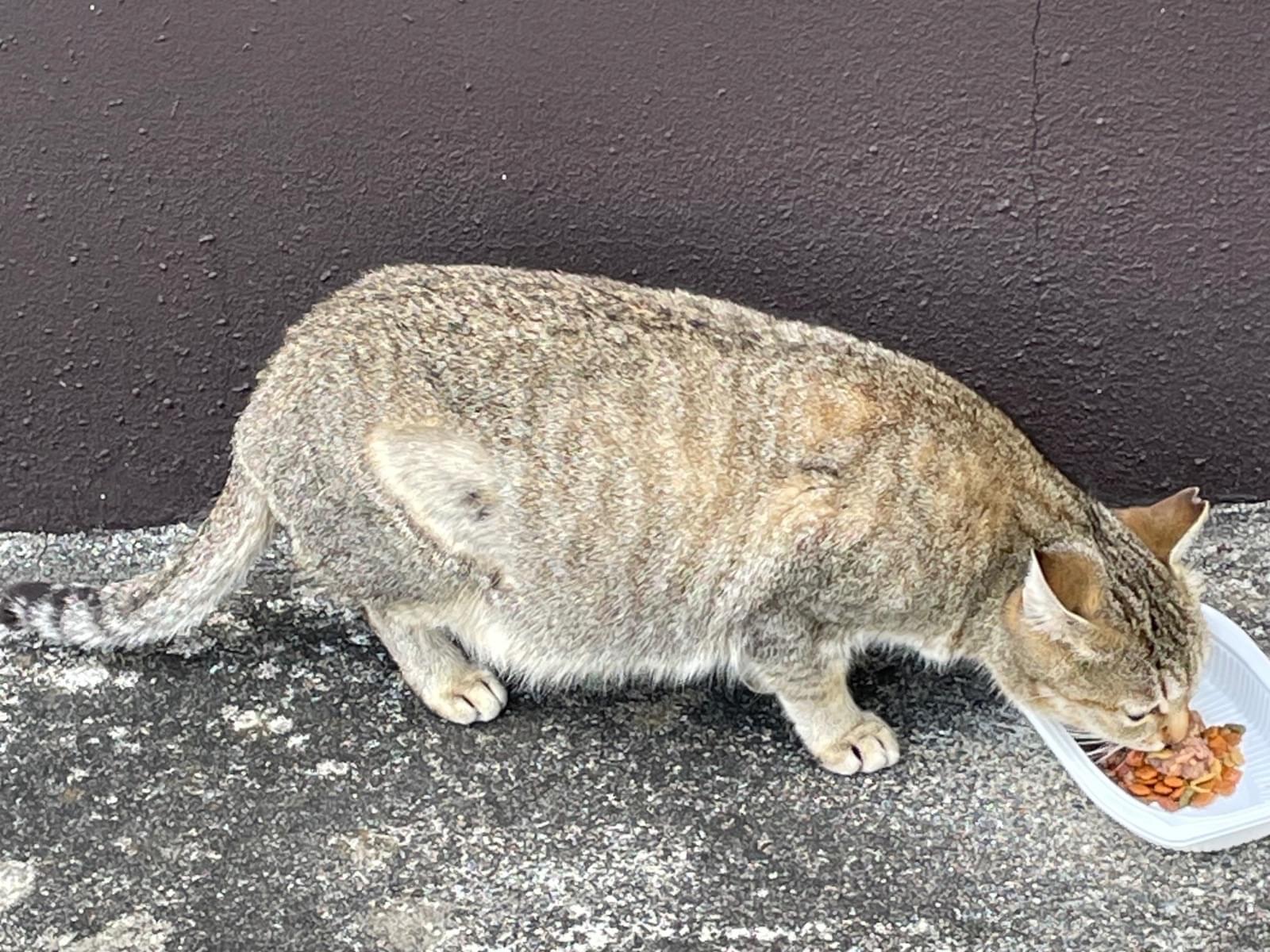 目撃された猫 目撃された猫