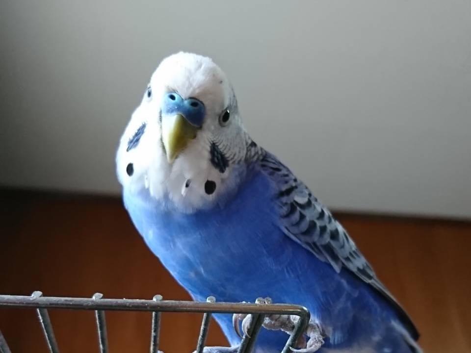 ピーちゃん ピーちゃん