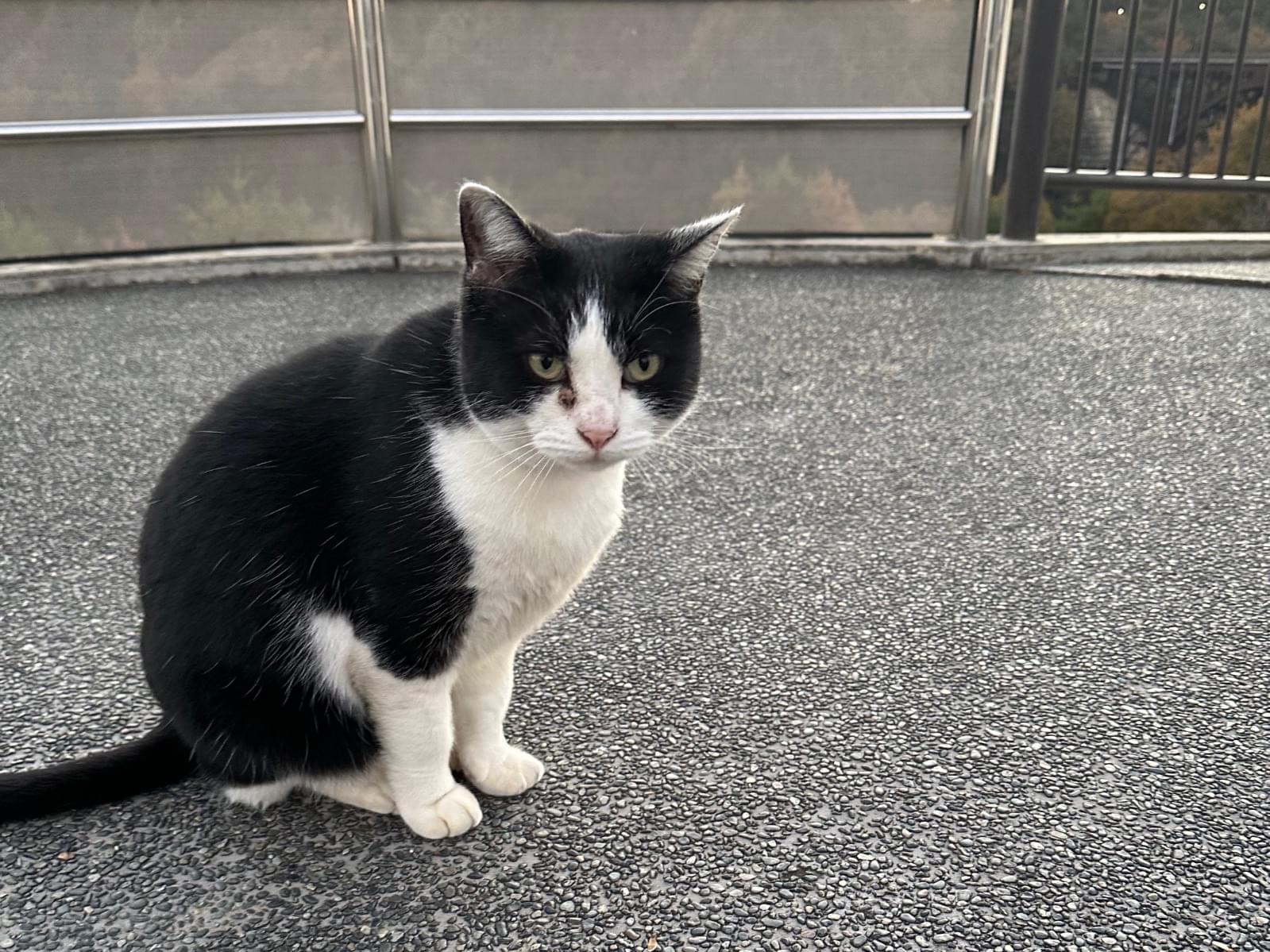 目撃された猫 目撃された猫