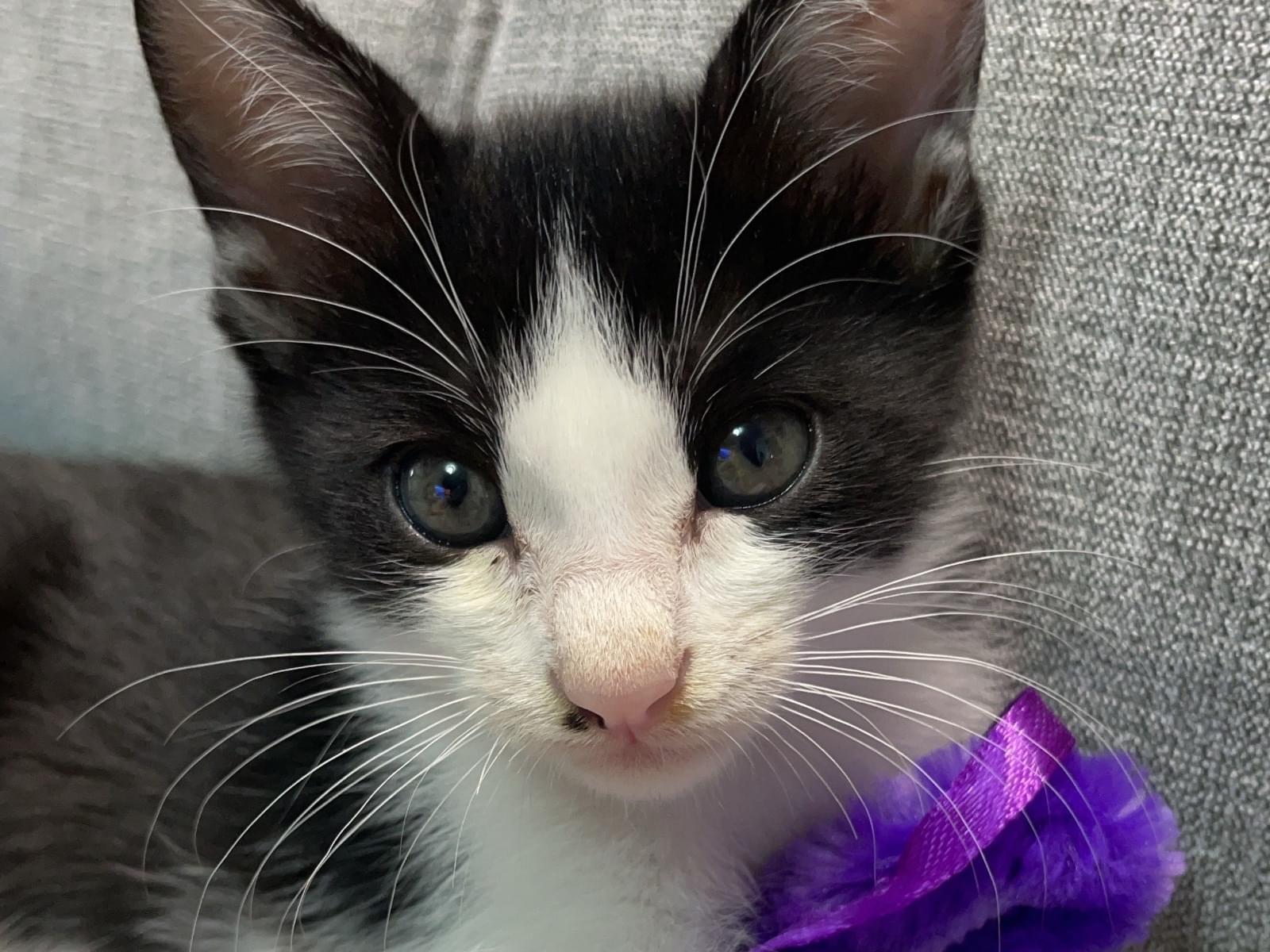 てんてんちゃん