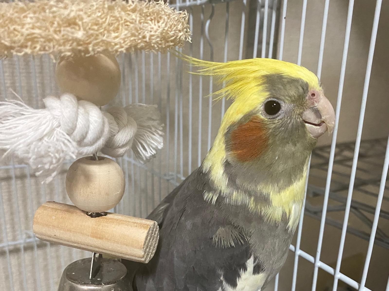 保護された鳥 保護された鳥