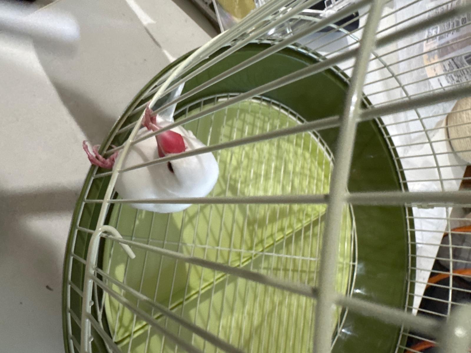 保護された鳥
