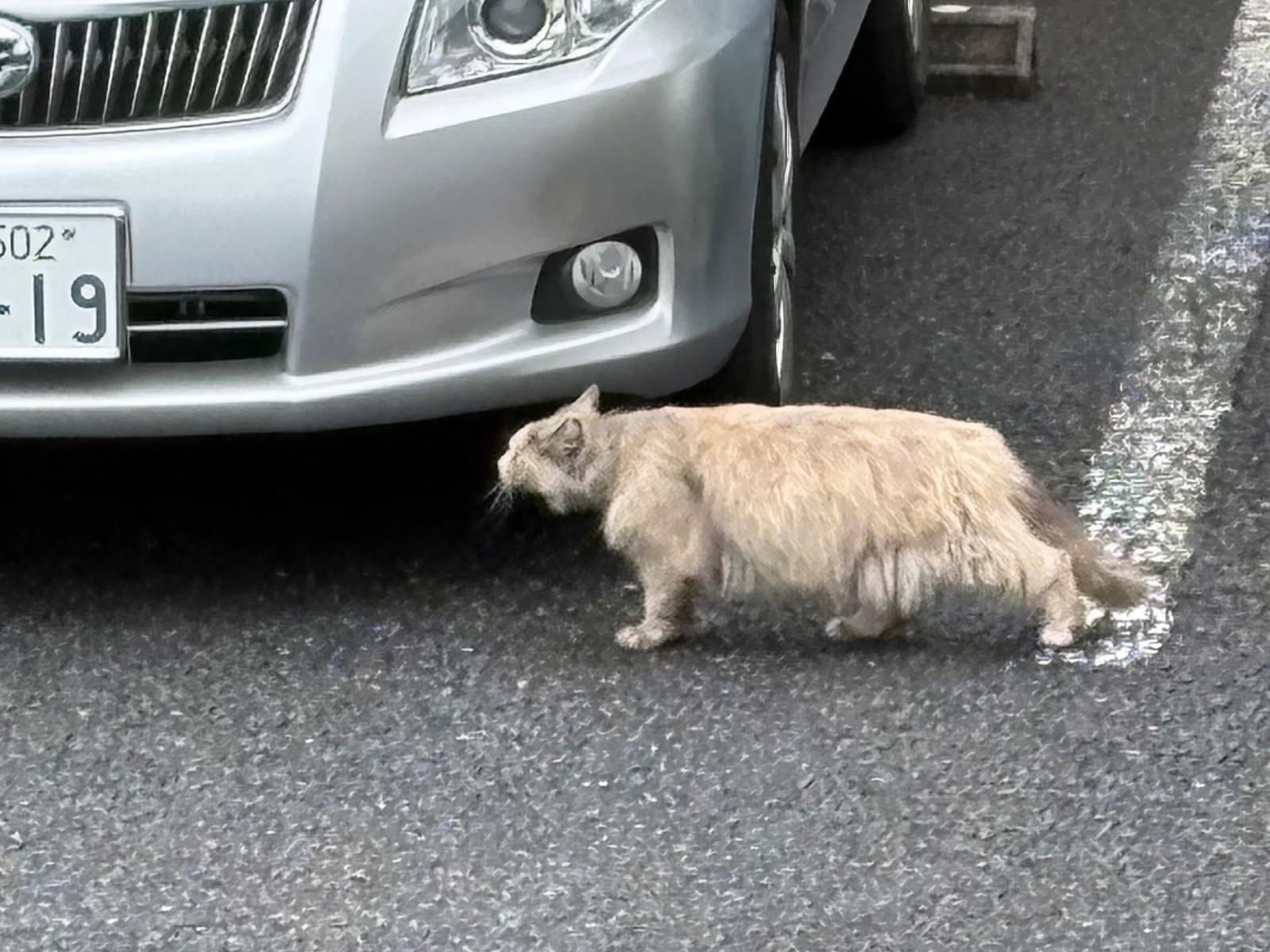 目撃された猫