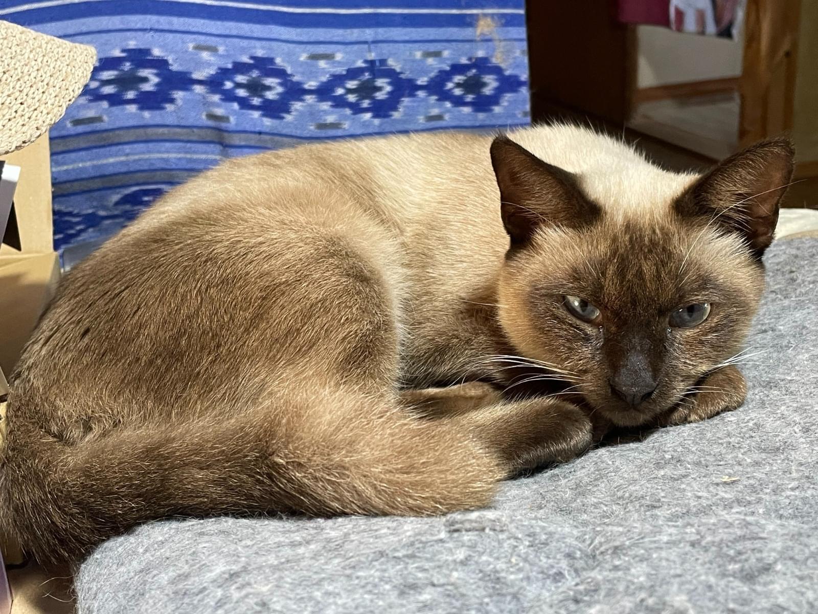 保護された猫 保護された猫