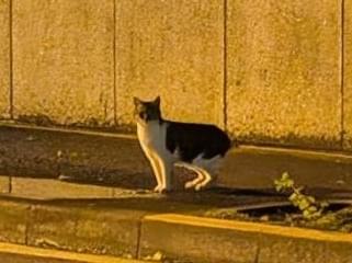 目撃された猫 目撃された猫