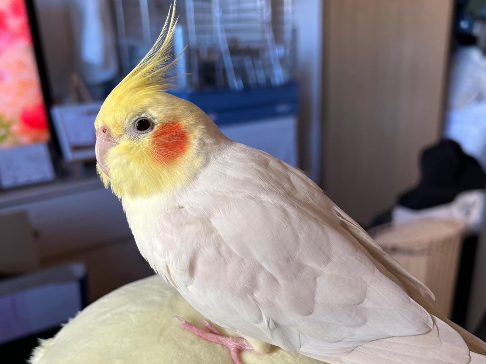 ちこまろちゃん ちこまろちゃん