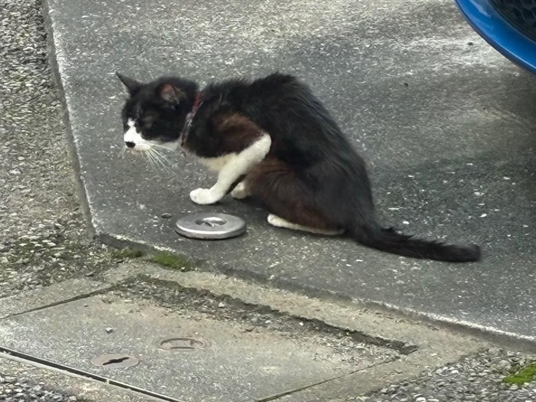 目撃された猫 目撃された猫